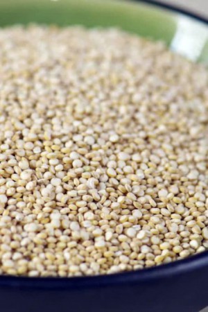 Semences potagères : Quinoa