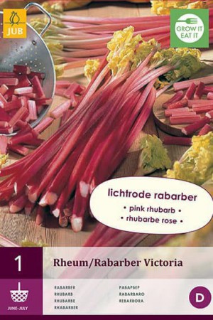 Semences potagères : Rhubarbe Plant de rhubarbe