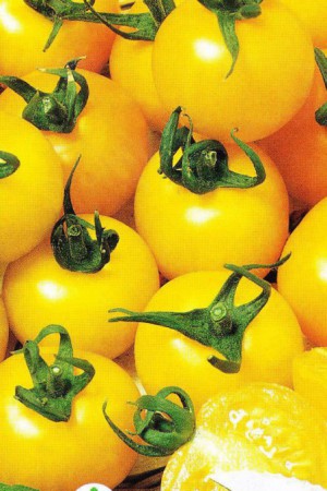 Semences potagères : Tomate Yellow Belgium