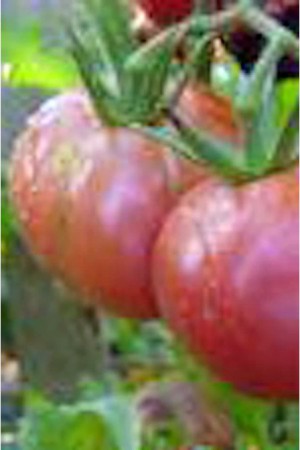 Semences potagères : Tomate Rose de Berne