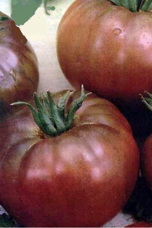 Semences potagères : Tomate Noire de Crimée