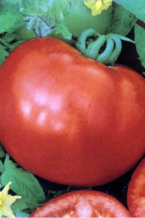 Semences potagères : Tomate Saint-Pierre