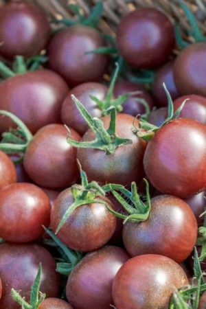 Semences potagères : Tomate Black Cherry