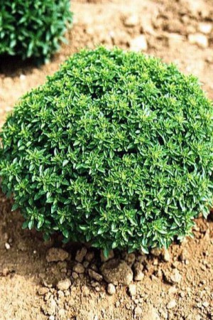 Semences condimentaires : Basilic Fin vert