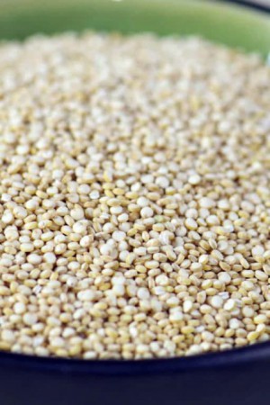 Engrais verts - Fourragères - Gazons  : Engrais verts Quinoa