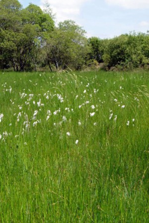 Engrais verts - Fourragères - Gazons  : Gazon - prairie Mélange prairie
