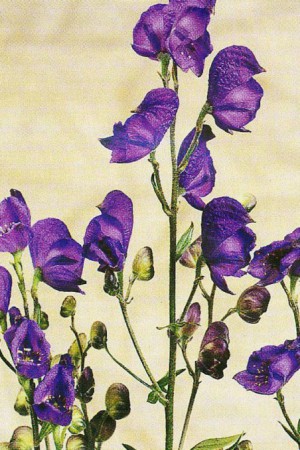 Semences de fleurs : Aconite Bleu violacée