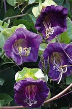 Semences de fleurs : Cobée grimpante A fleur violette