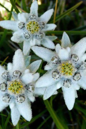 Semences de fleurs : Edelweiss Blanche argentée