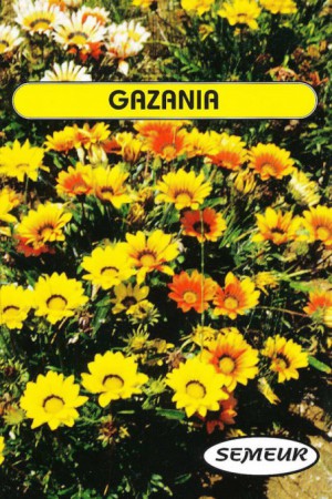 Semences de fleurs : Gazania Splendens