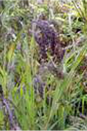 Semences de fleurs : Graminée orn. Panicum violaceum