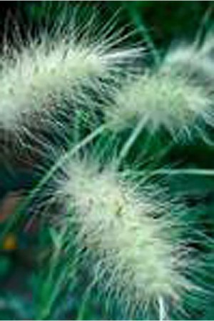 Semences de fleurs : Graminée orn. Pennisetum Villosum