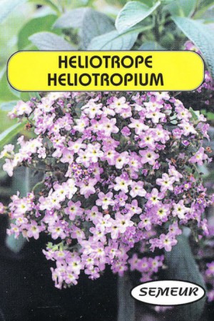 Semences de fleurs : Heliotrope Fleur des dames