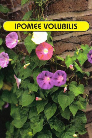 Semences de fleurs : Ipomée Volubilis