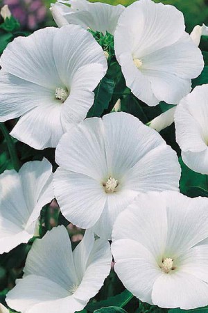 Semences de fleurs : Lavatère Mont blanc