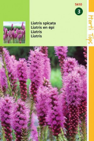 Semences de fleurs : Liatris Spicata