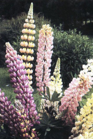 Semences de fleurs : Lupin De Russel varié