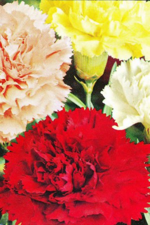 Semences de fleurs : Œillet Chabaud