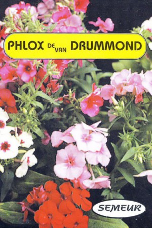 Semences de fleurs : Phlox De Drummond