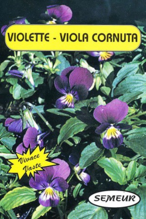 Semences de fleurs : Violette Bleue