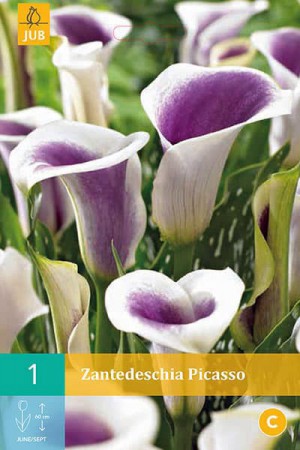 Bulbes à fleurs plantation printemps : Callas Pourpre et blanc