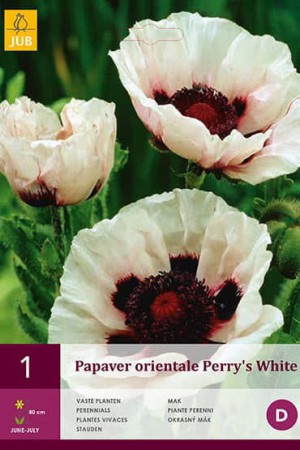 Bulbes à fleurs plantation printemps : Coquelicot oriental Blanc à cœur noir