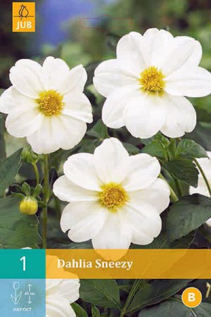 Bulbes à fleurs plantation printemps : Dahlia mignon Blanc