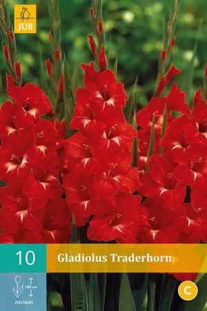 Bulbes à fleurs plantation printemps : Glaïeul Rouge à cœur clair