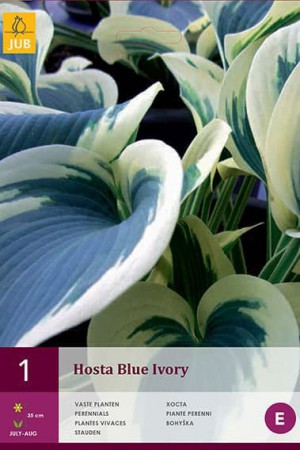Bulbes à fleurs plantation printemps : Hosta Bleu et blanc