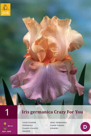 Bulbes à fleurs plantation printemps : Iris germanica Bronze
