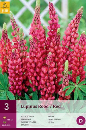Bulbes à fleurs plantation printemps : Lupin Rouge