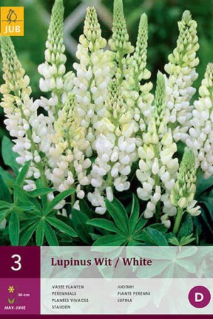 Bulbes à fleurs plantation printemps : Lupin Blanc