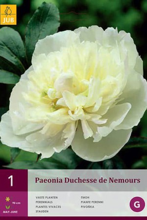 Bulbes à fleurs plantation printemps : Rose pivoine Blanche