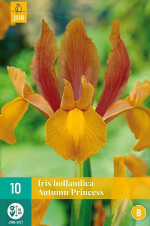 Bulbes à fleurs plantation automne : Iris hollandais : Iris hollandais Autumn Princess
