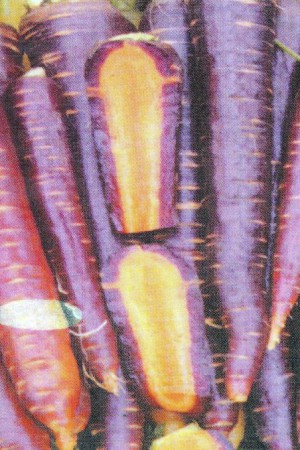 Semences potagères : Carotte Purple Haze F1