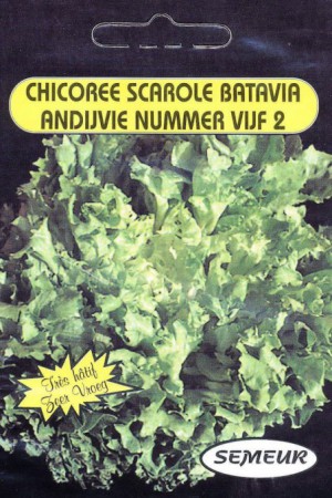 Semences potagères : Chicorée scarole Batavia améliorée