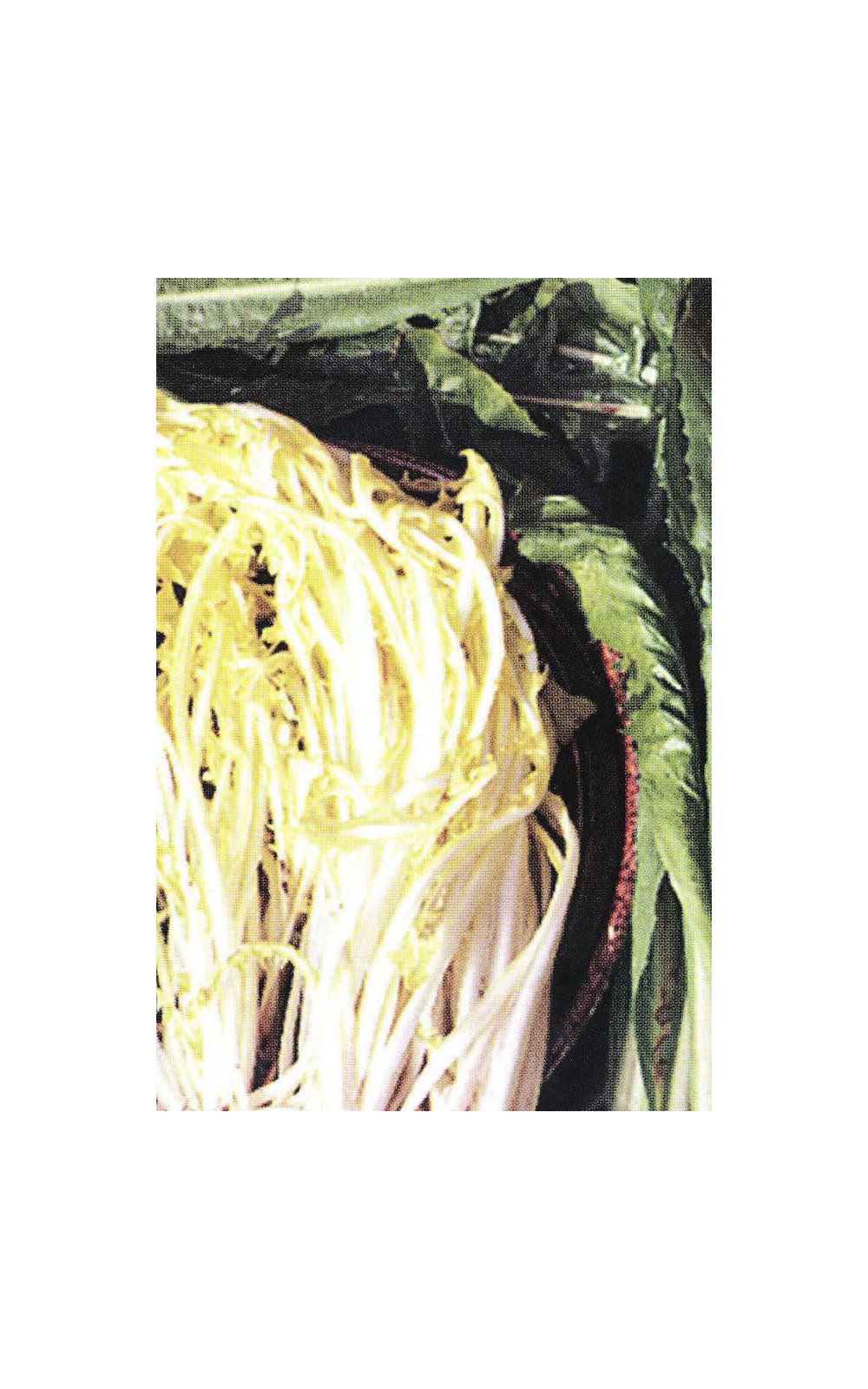 Barbe de capucin (Cichorium intybus) ou chicorée sauvage : plantation,  culture