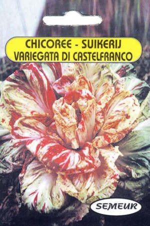 Semences potagères : Chicorée sauvage Cicoria di Castelfranco