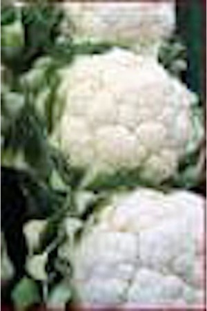 Semences potagères : Chou brocoli Hâtif d'Angers