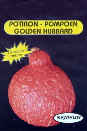 Semences potagères : Coloquinte Golden Hubbard