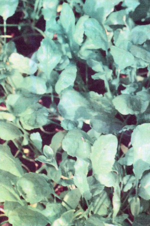 Semences potagères : Cresson Alénois à larges feuilles