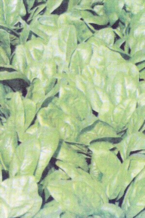 Semences potagères : Epinard Monnopa BIO