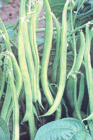 Semences potagères : Haricot nain vert mangetout Caruso BIO