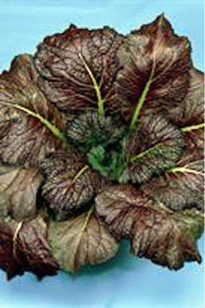 Semences potagères : Légumes asiatiques Moutarde Red Giant
