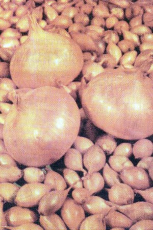 Semences potagères : Oignon Sturon