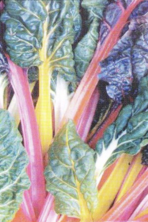 Semences potagères : Poirée (bette) Multicolore